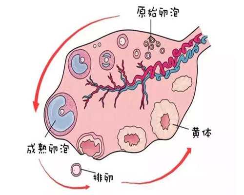 北京代怀贵不贵,北京试管婴儿私立医院有哪-北京试管私立医院排名！
